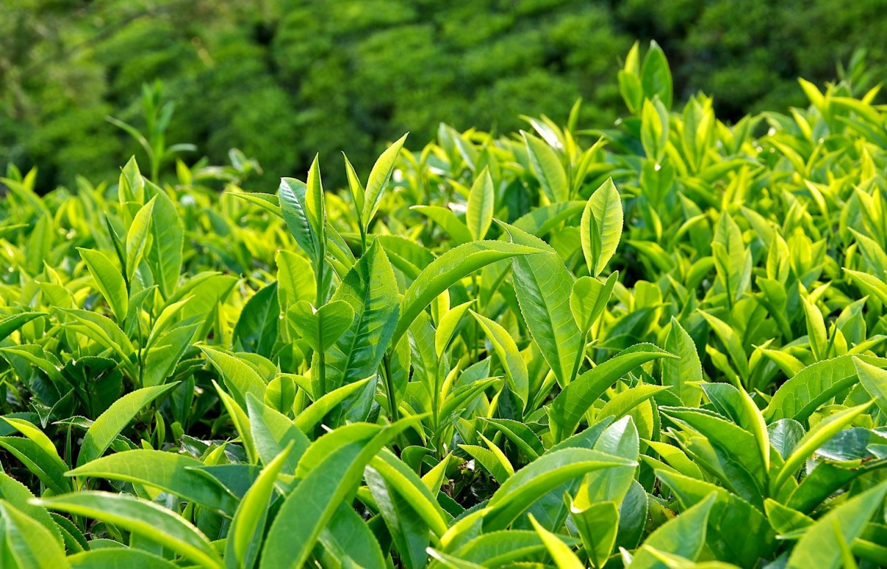 Trong trà xanh có chứa caffeine và một loại flavonoid được gọi là catechin