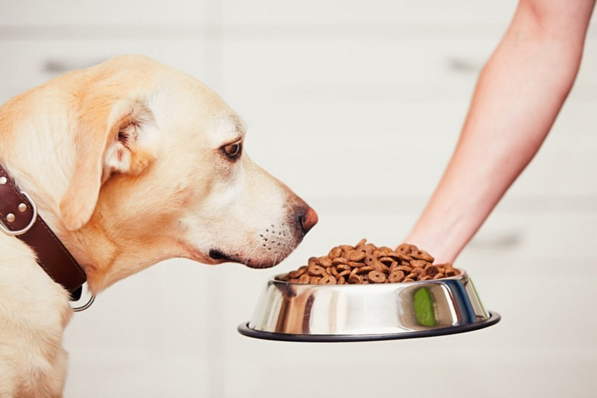 Bạn nên chuẩn bị cho chó chế độ ăn đầy đủ chất dinh dưỡng