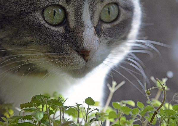 Một trong những cách giúp mèo cái hết gào đực là cho chúng ăn lá bạc hà