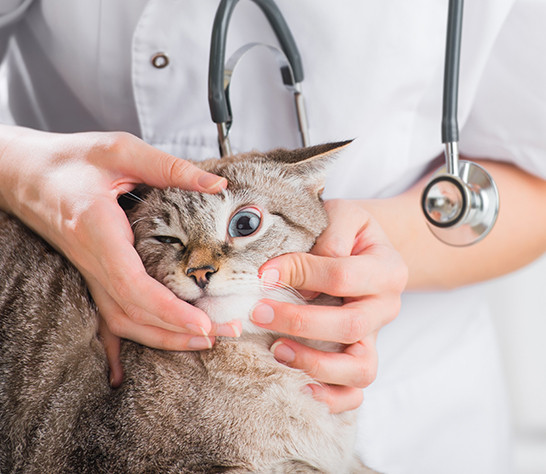 Trong trường hợp muốn triệt sản cho mèo, hãy đưa chúng đến thú y để được thăm khám và tiến hành tiểu phẫu.