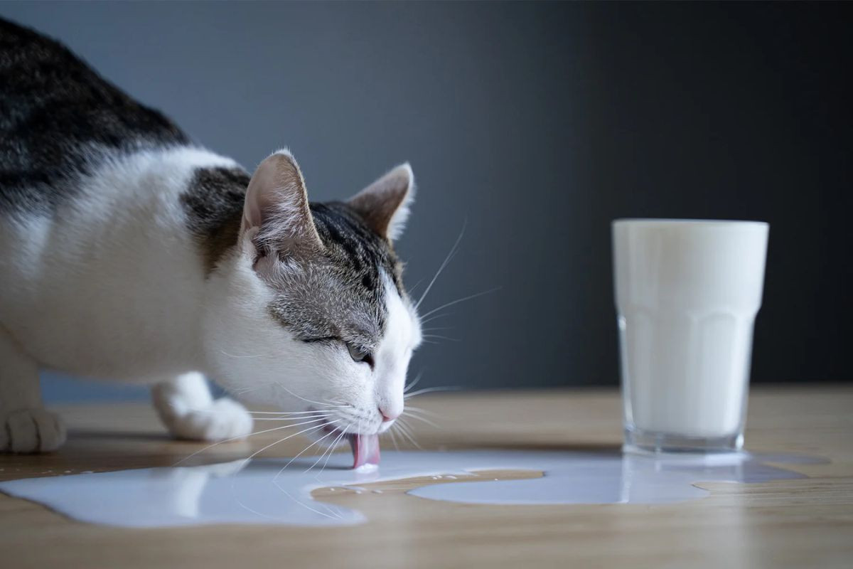 Có nên cho mèo uống sữa của người? Điều này có thể gây tiêu chảy, nôn mửa cho boss của bạn