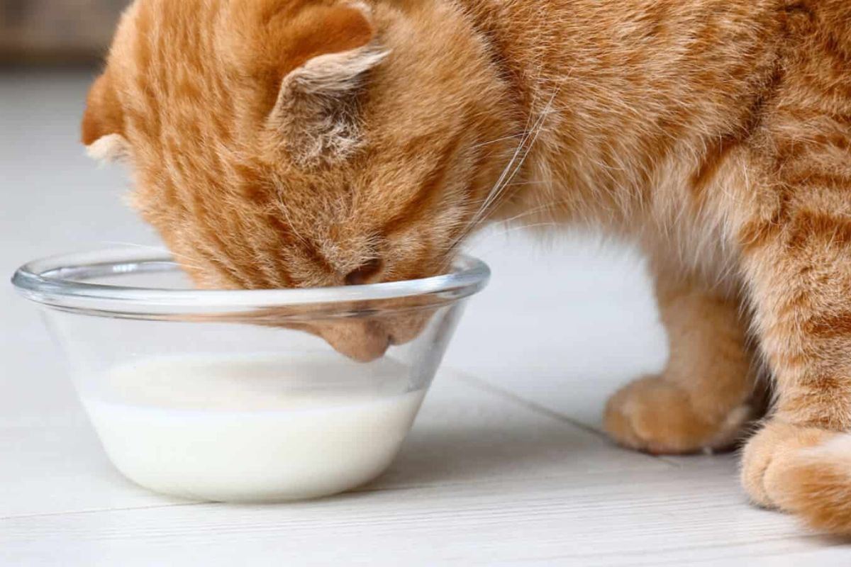 Các con sen tuyệt đối không cho mèo con hoặc mèo sơ sinh sử dụng sữa bò