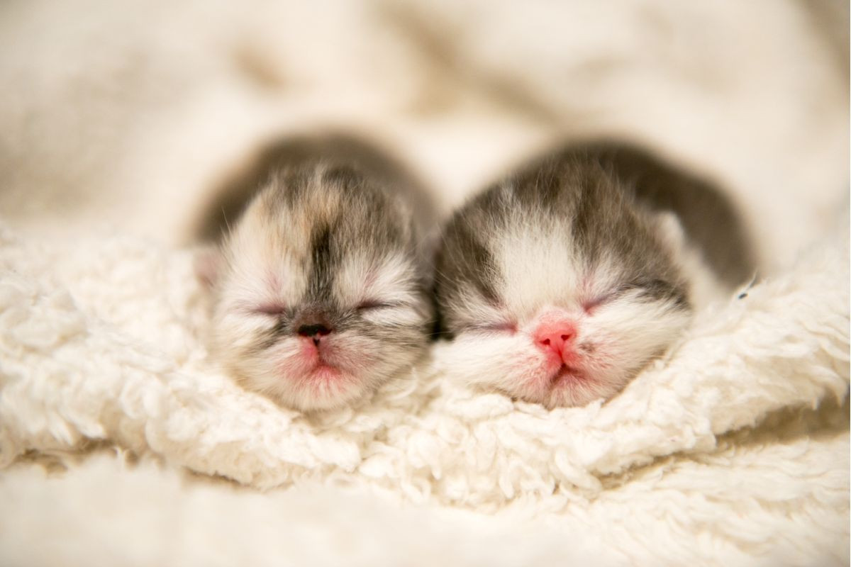 Mèo con mới sinh chỉ cần một lượng sữa rất nhỏ và được phân đều thành nhiều lần uống trong ngày