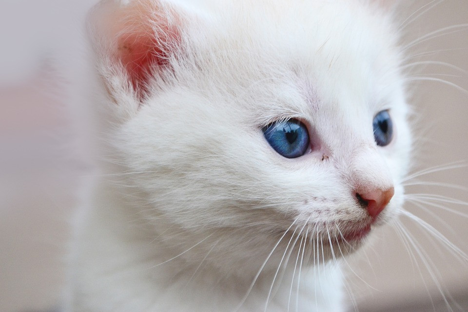 Mèo trắng mắt xanh rất trung thành với chủ nhân 