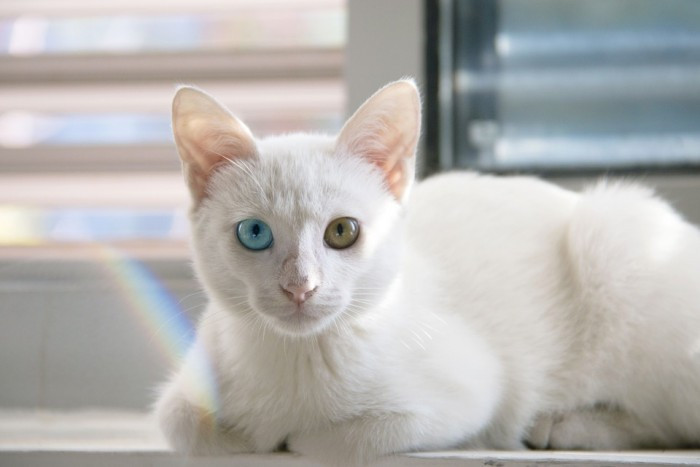Một chú mèo trắng mắt xanh - vàng khác biệt, được nhiều tài phiệt săn mua