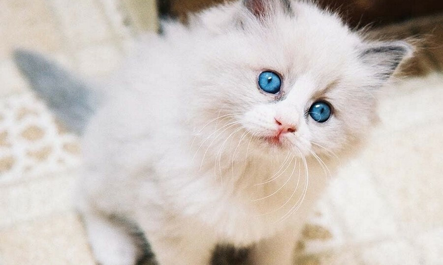 Mèo con mắt xanh lông trắng luôn toát ra vẻ dịu dàng và đáng yêu khó cưỡng 