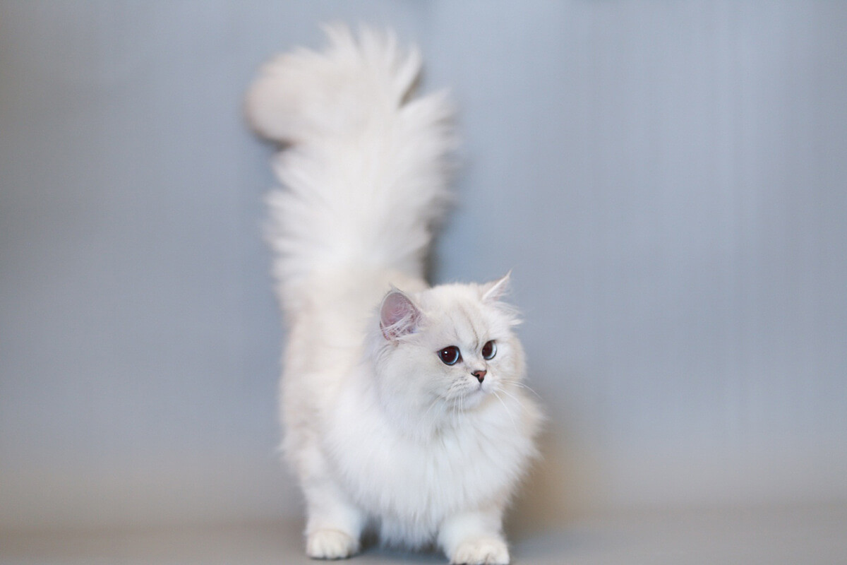 Chú mèo lông trắng Ba Tư có bộ lông siêu dày rất đáng yêu 