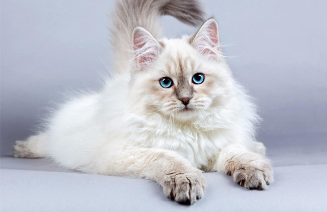 Đôi mắt xanh cùng với bộ lông trắng xám là điểm nhấn của chú mèo Miến Điện