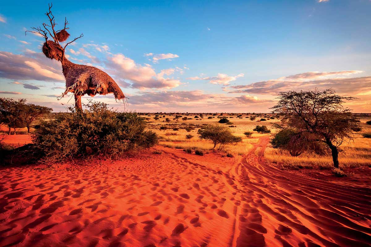 Sa mạc Kalahari dù có khí hậu khắc nghiệt nhưng cũng tràn đầy sự sống