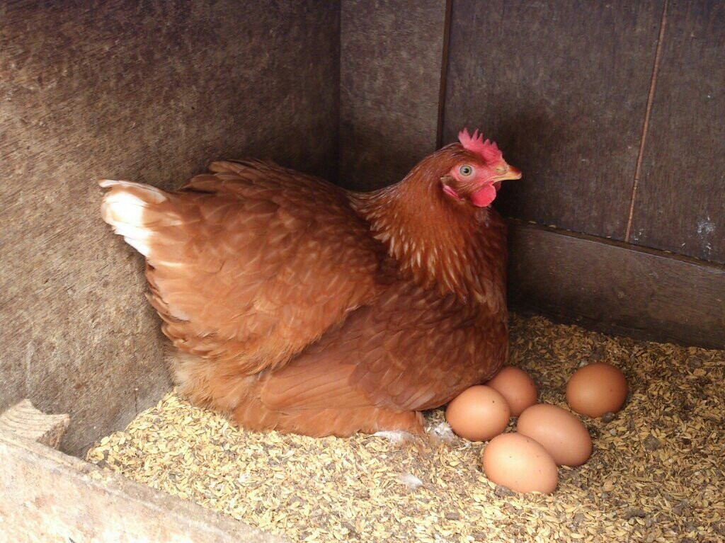 Theo khoa học, con gà có trước vì người ta phát hiện ra chất protein OC-17 có trong buồng trứng của con gà mái