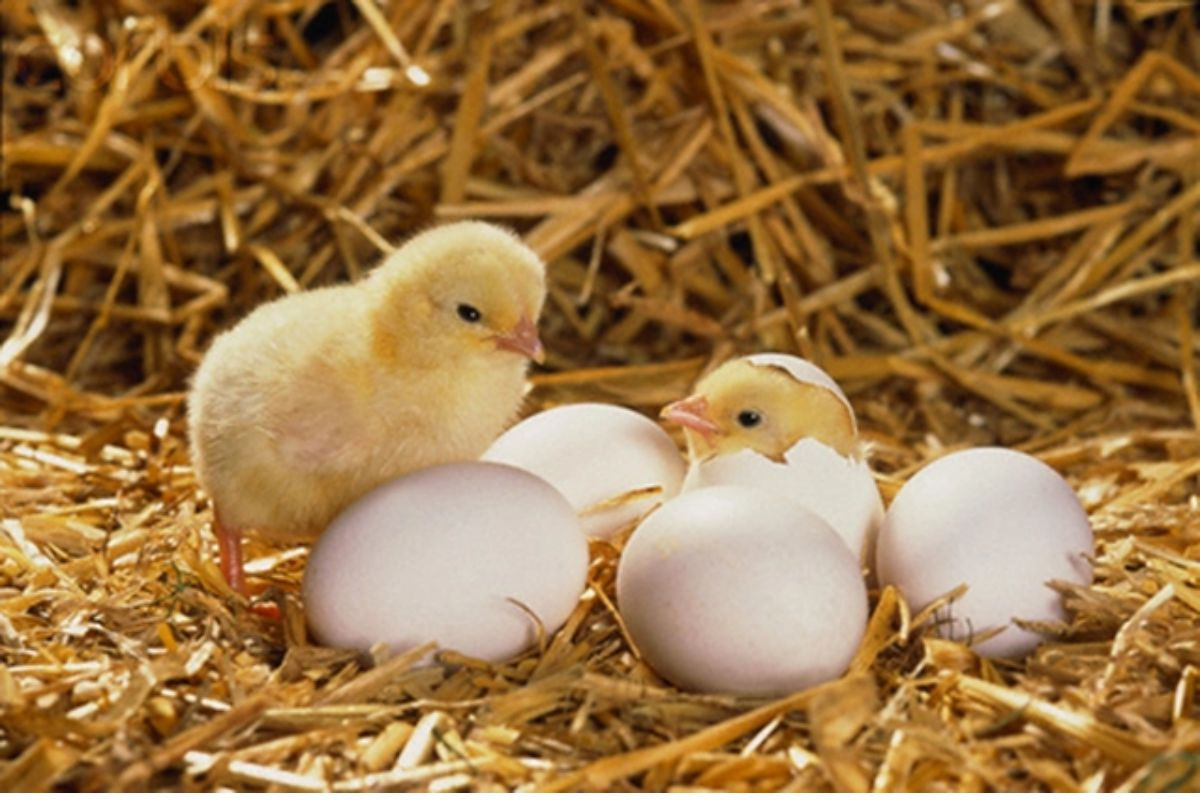 Dựa theo thuyết tiến hóa, quả trứng có trước và con gà có sau