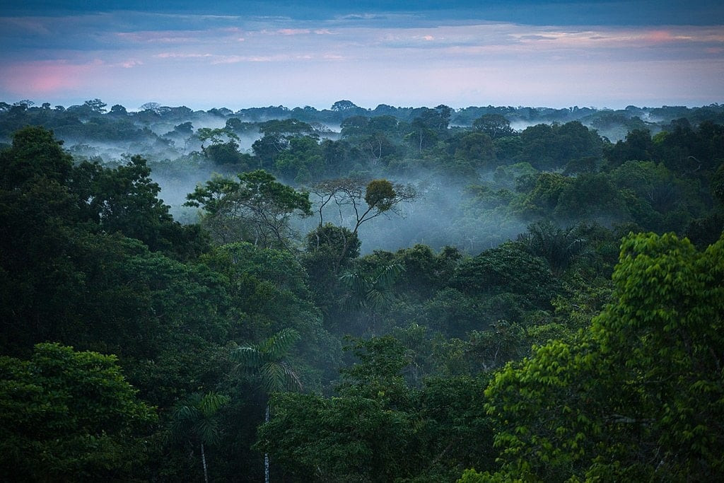 Amazon chiếm diện tích lên đến 5,5 triệu km2