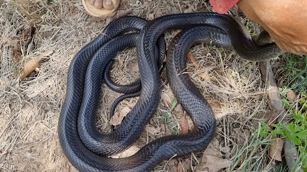 Rắn hổ đất có độc tố mạnh mẽ và có thể gây chết người nên được xếp vào danh sách các loài rắn độc nhất Việt Nam