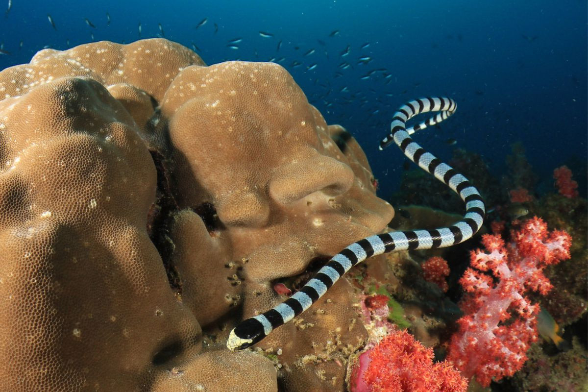 Rắn biển Person là một trong 5 loài rắn biển độc nhất thế giới