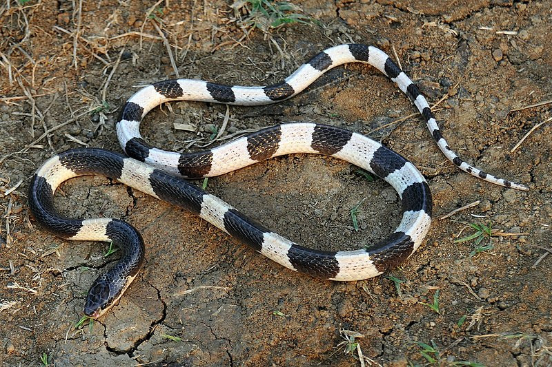 Độc tố trong rắn cạp nia mạnh gấp 10 lần độc tố có trong rắn hổ mang chúa