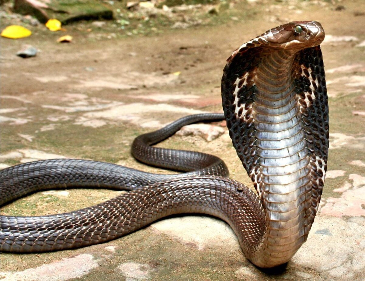Vua của các loài rắn độc gọi tên rắn hổ mang chúa