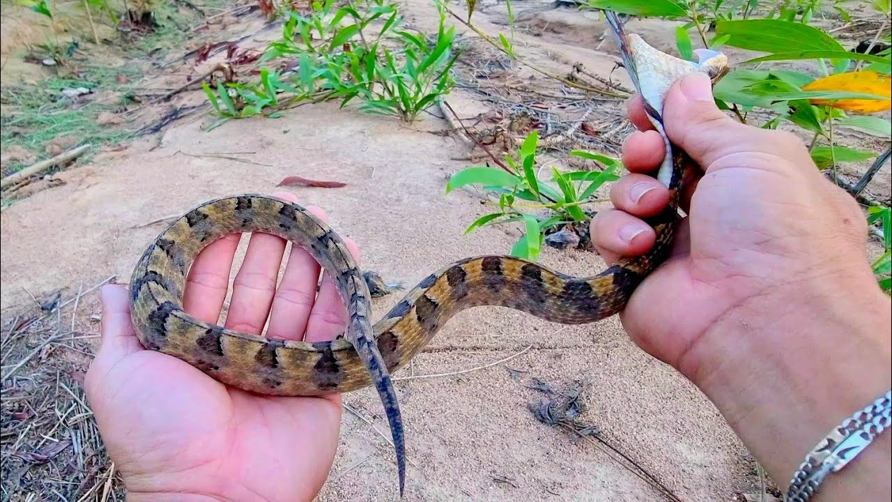 Rắn chàm quạp là một trong những loài rắn độc nhất Việt Nam, đe doạ đến tính mạng con người