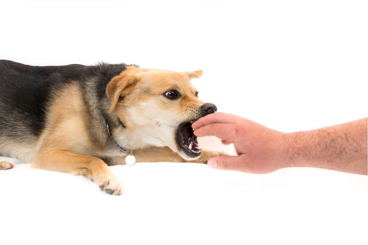 Tìm hiểu tại sao chó dại sau khi cắn người lại chết sẽ giúp bạn ý thức được mức độ nguy hiểm của bệnh dại đối với chó và người 