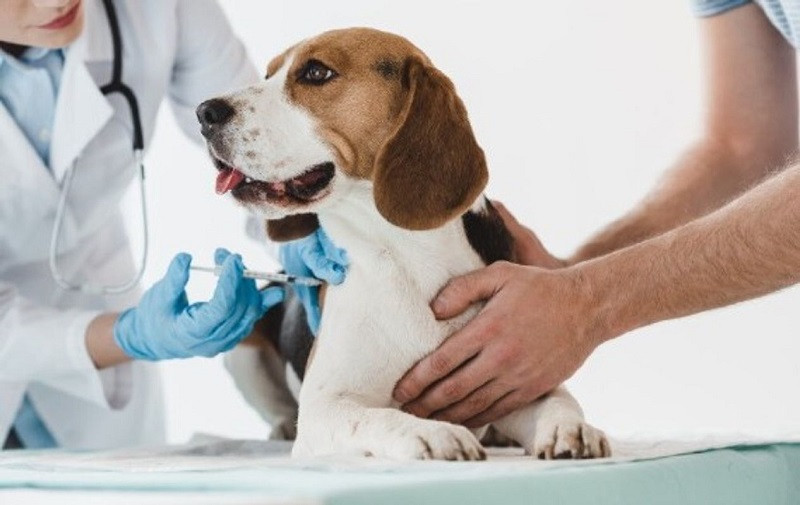 Tiêm vaccine ngừa bệnh dại là cách phòng bệnh chó dại hiệu quả nhất hiện nay
