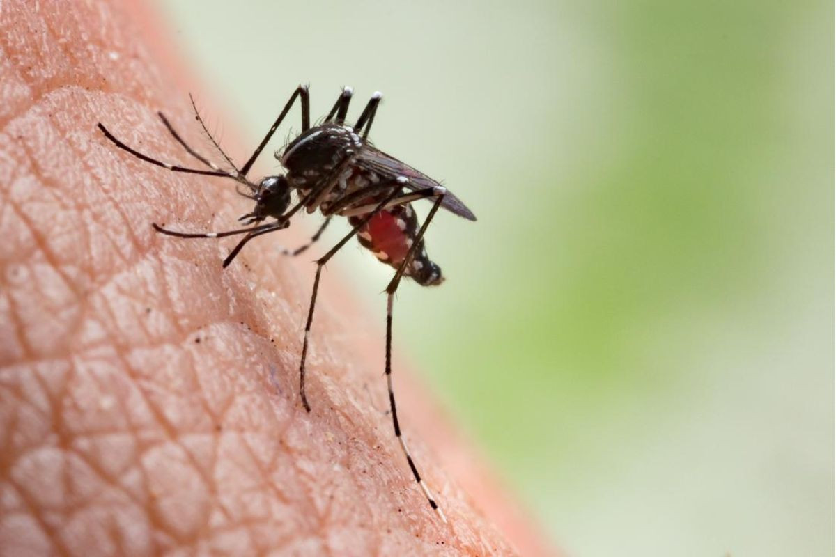 Sốt xuất huyết là bệnh do virus gây ra, lây lan qua vết muỗi đốt