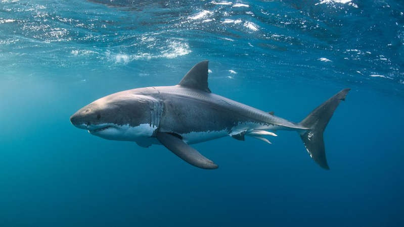 Cá mập là sinh vật biển đầy bí ẩn và sức mạnh