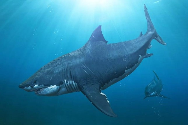 Cá mập có khả năng sinh sản vô tính