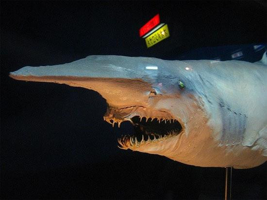Cá mập yêu tinh được mệnh danh là loài cá xấu nhất đại dương