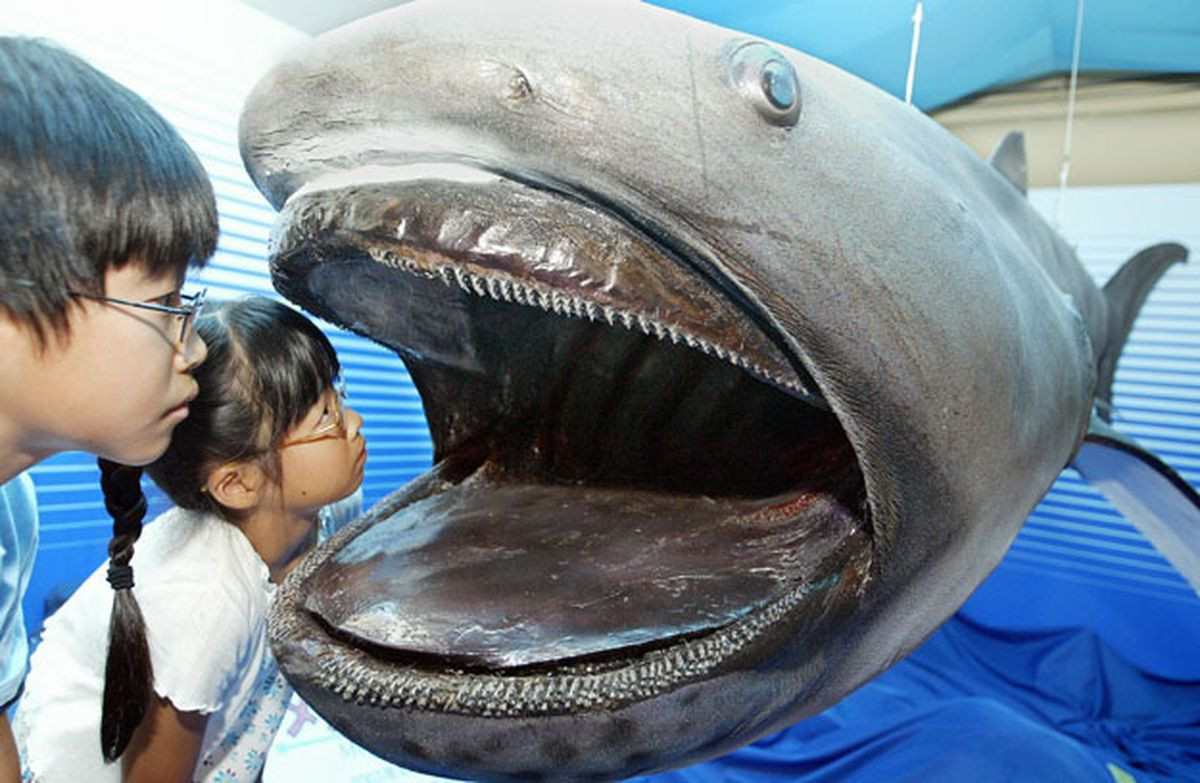 Cá mập Megamouth là loài cá khổng lồ, cực kỳ quý hiếm