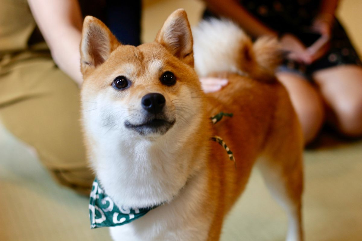 Kiểm tra sức khỏe là yếu tố quan trọng khi mua chó Shiba