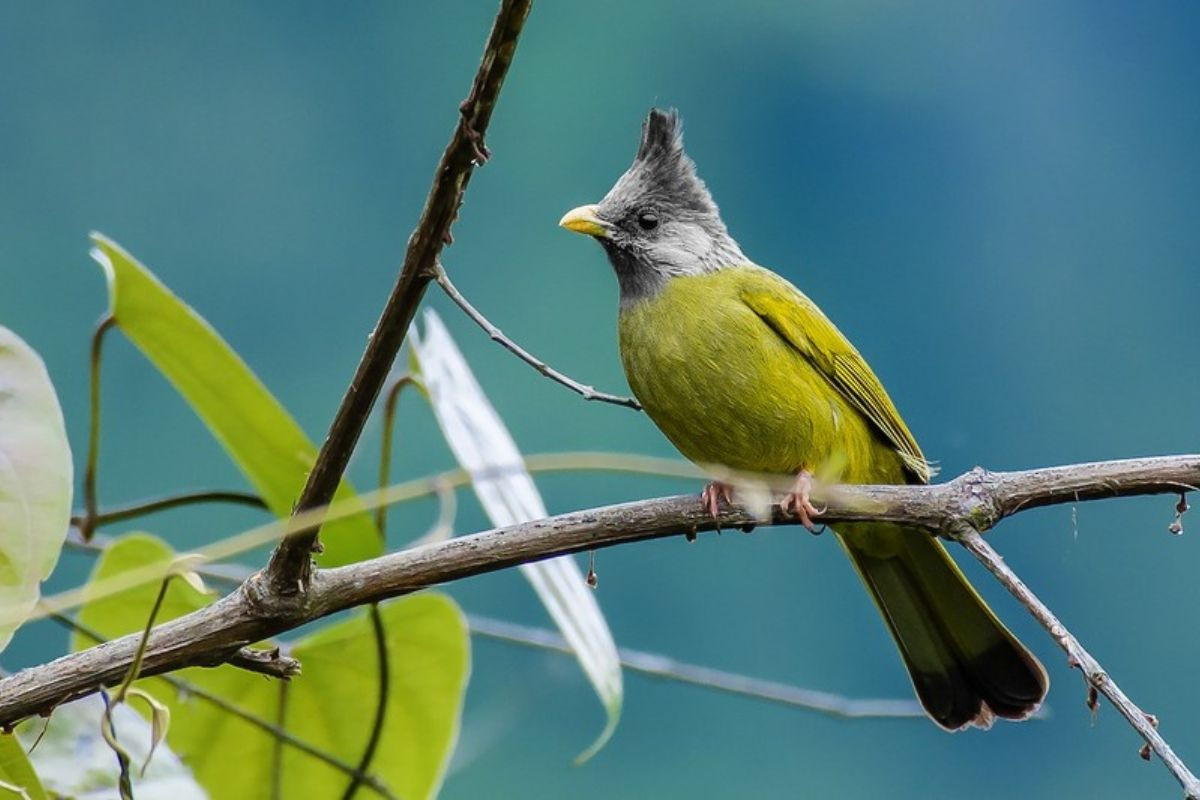 Chào mào khoang cổ hay còn gọi là chào mào má trắng 