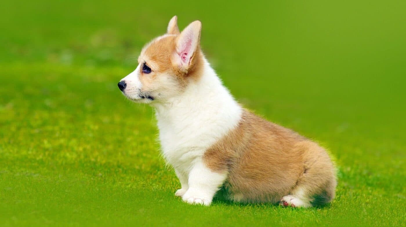 Corgi là loài chó sở hữu khuôn mặt đáng yêu với đôi tai lớn