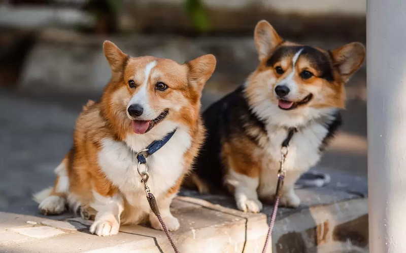 Chó Corgi giá bao nhiêu sẽ phụ thuộc vào nguồn gốc xuất xứ của chúng