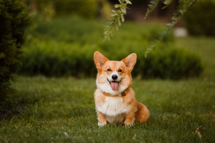 Bạn nên chọn nuôi chó Corgi có kích ngoại hình phù hợp với lứa tuổi