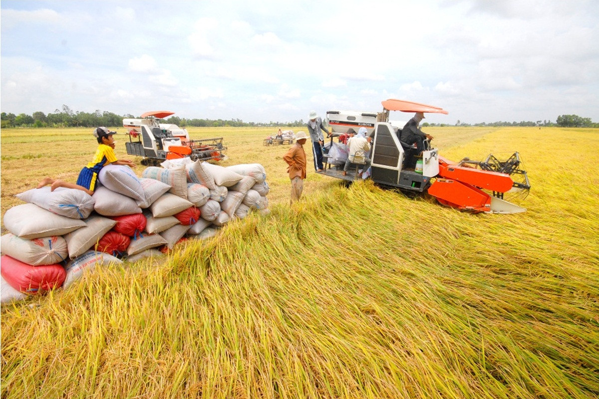 Giá lúa gạo hôm nay ngày 29/5: Giá lúa có xu hướng giảm nhẹ