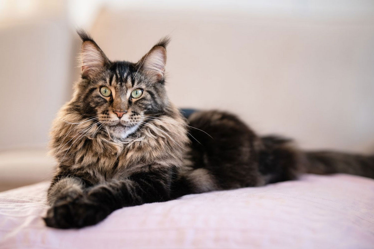 Giá của mèo Maine Coon bị ảnh hưởng bởi giới tính 