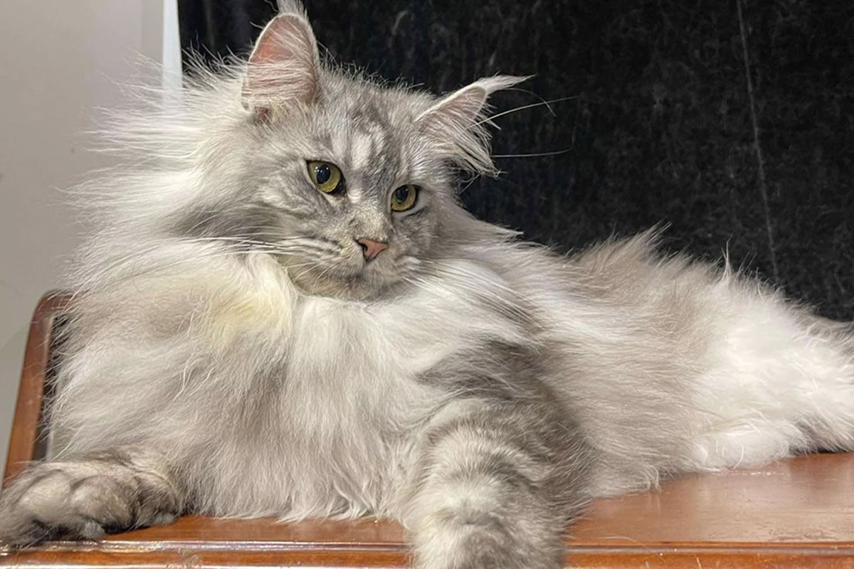 Maine Coon cần được chăm sóc kỹ bộ lông để tránh nhiễm bệnh