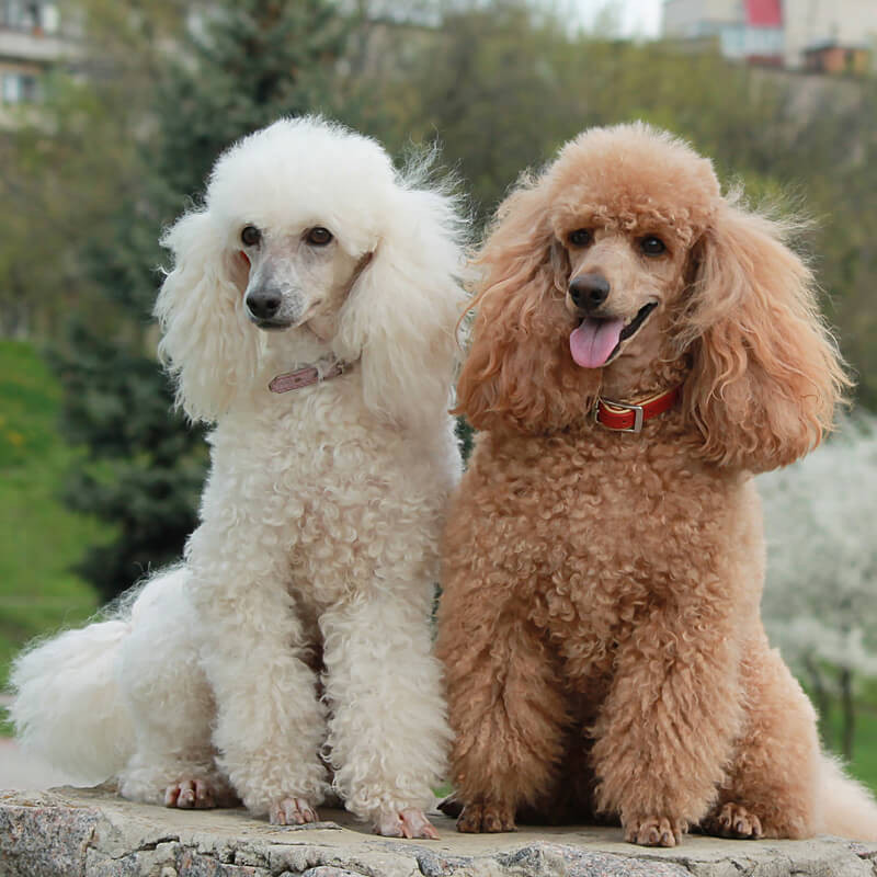 Poodle Miniature có giá khoảng từ 15 triệu đồng - 20 triệu đồng/con