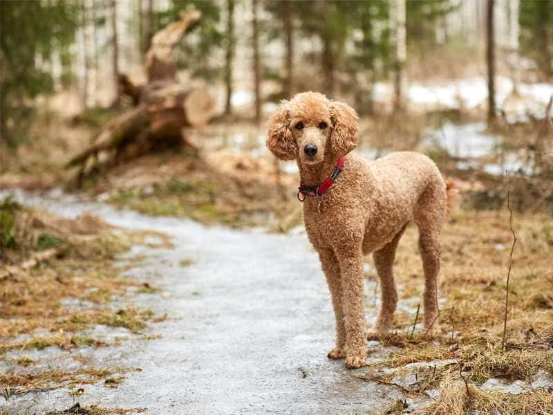 Poodle Standard là dòng Poodle khổng lồ có giá bán trên 20 triệu đồng mỗi con