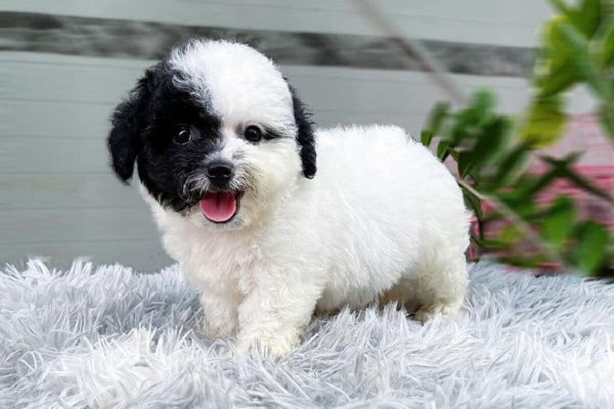 Chó Poodle giá 500K thường là Poodle nhà sinh sản hoặc Poodle lai