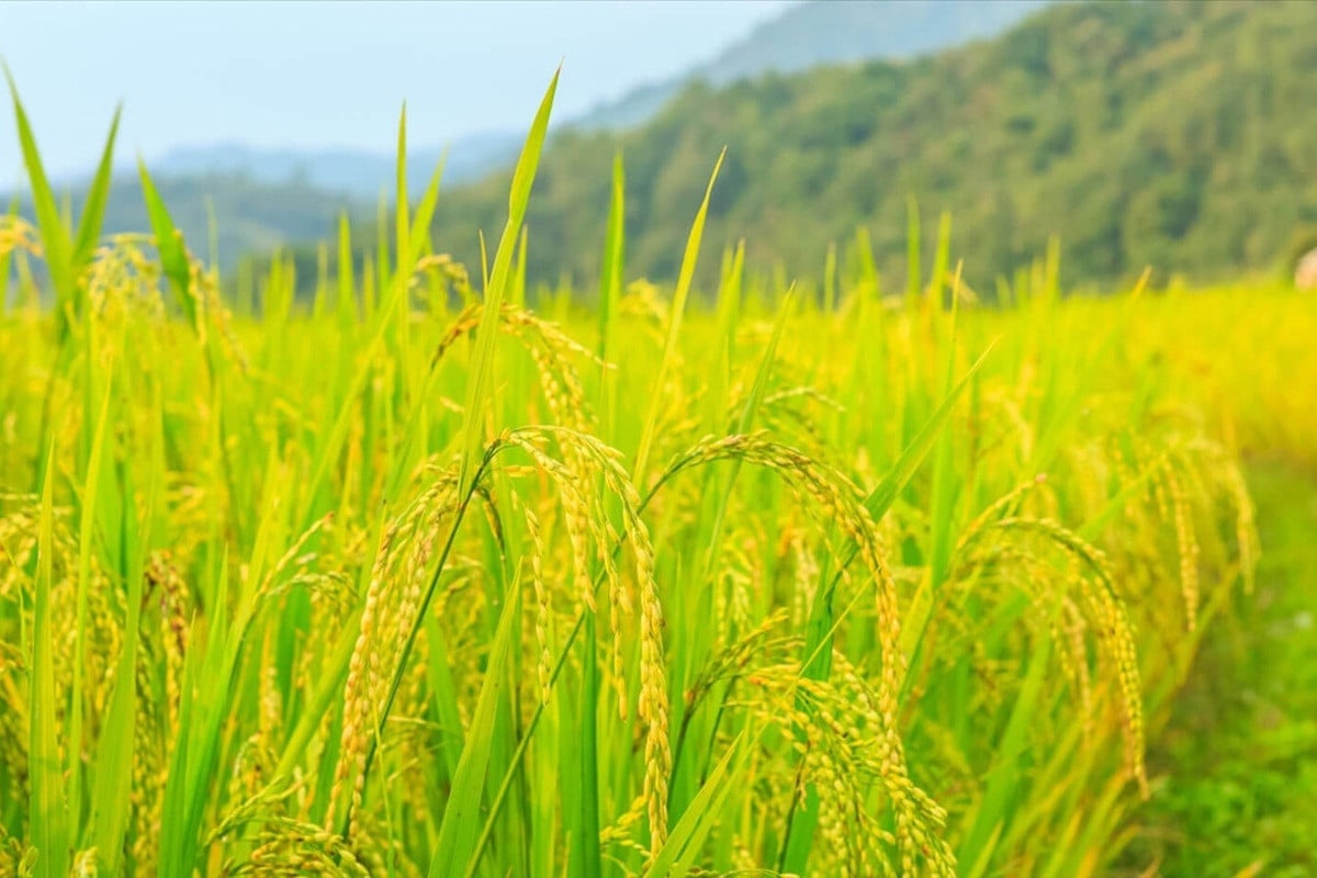 Giá lúa gạo hôm nay ngày 30/5: Giá lúa tiếp tục duy trì ổn định