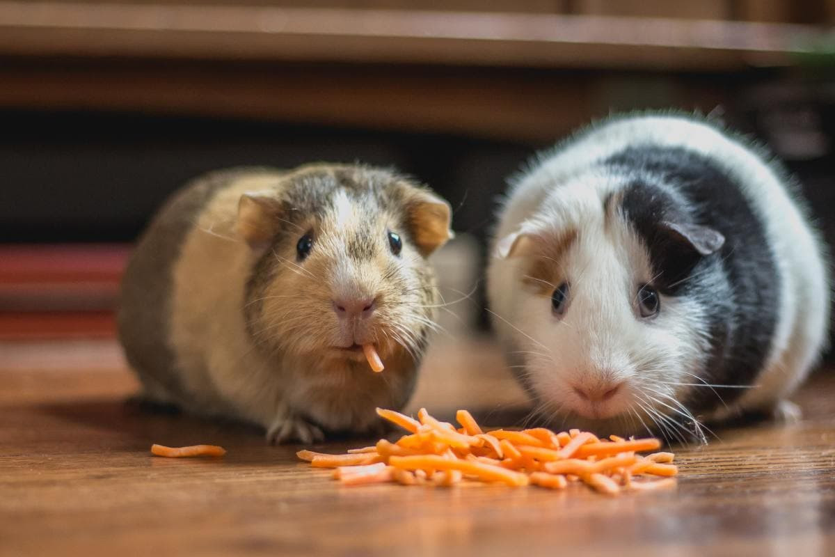 Chuột lang có tên tiếng Anh là Guinea Pig, đây là một loài gặm nhấm 