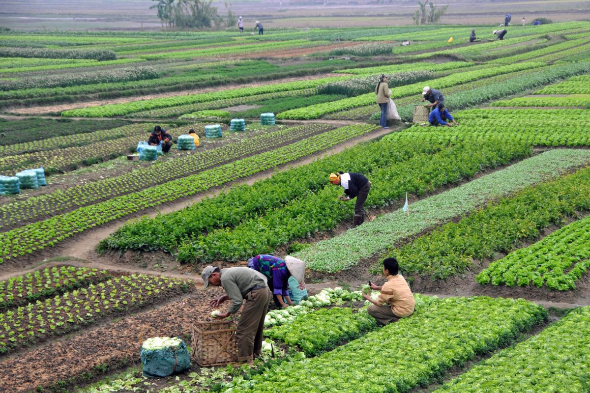 Nhóm ngành Nông, Lâm và Thủy sản đóng vai trò quan trọng đối với sự phát triển của Việt Nam