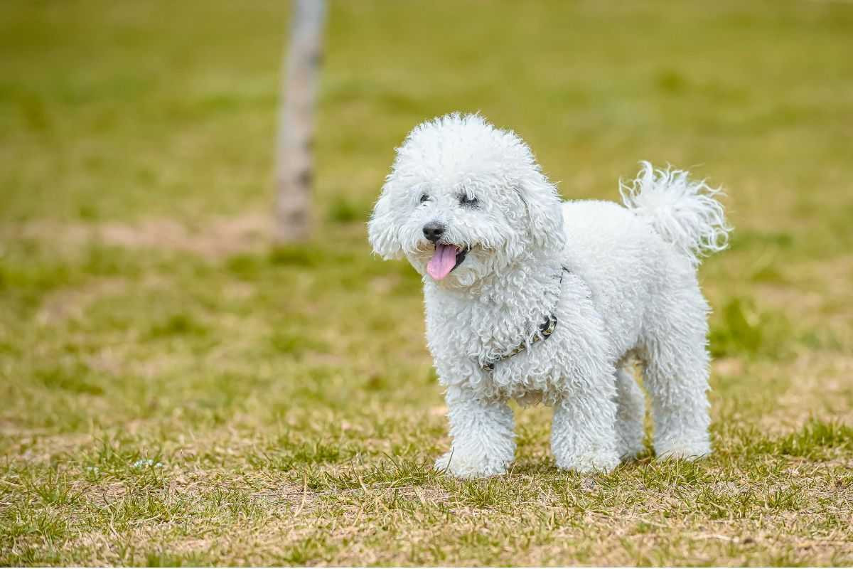 Bạn nên tìm hiểu chó Poodle giá bao nhiêu trước khi mua để tránh bị lừa đảo 