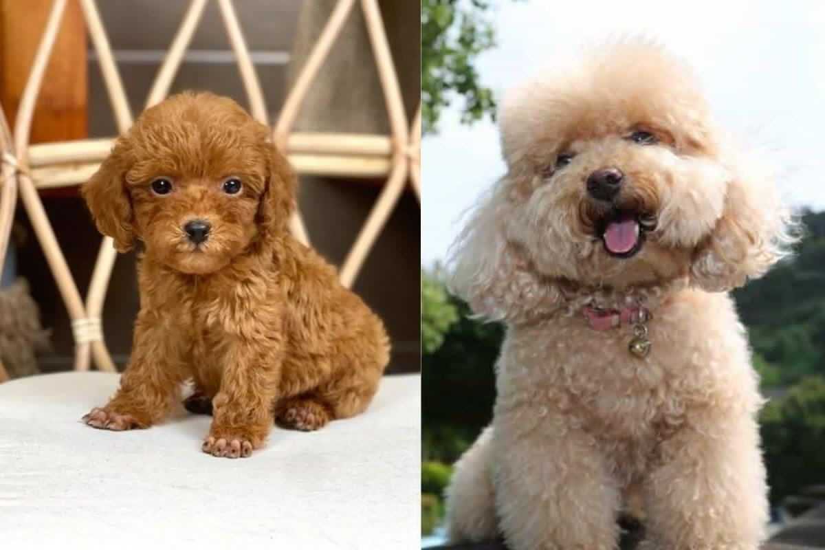 Poodle Toy là dòng Poodle có kích thước nhỏ và có giá dao động từ 6 - 10 triệu đồng/ con