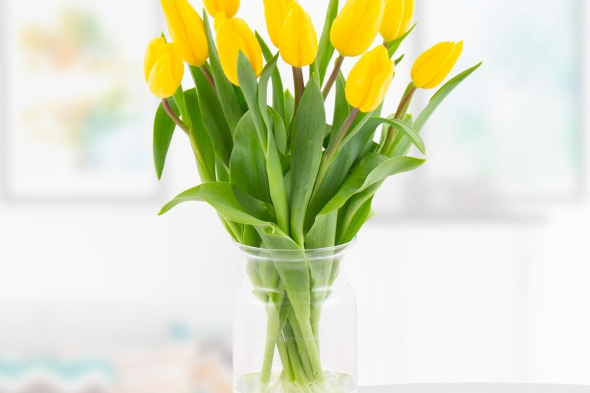 Bạn nên đặt hoa Tulip vào vàng trong nhà để thu hút vận khí may mắn