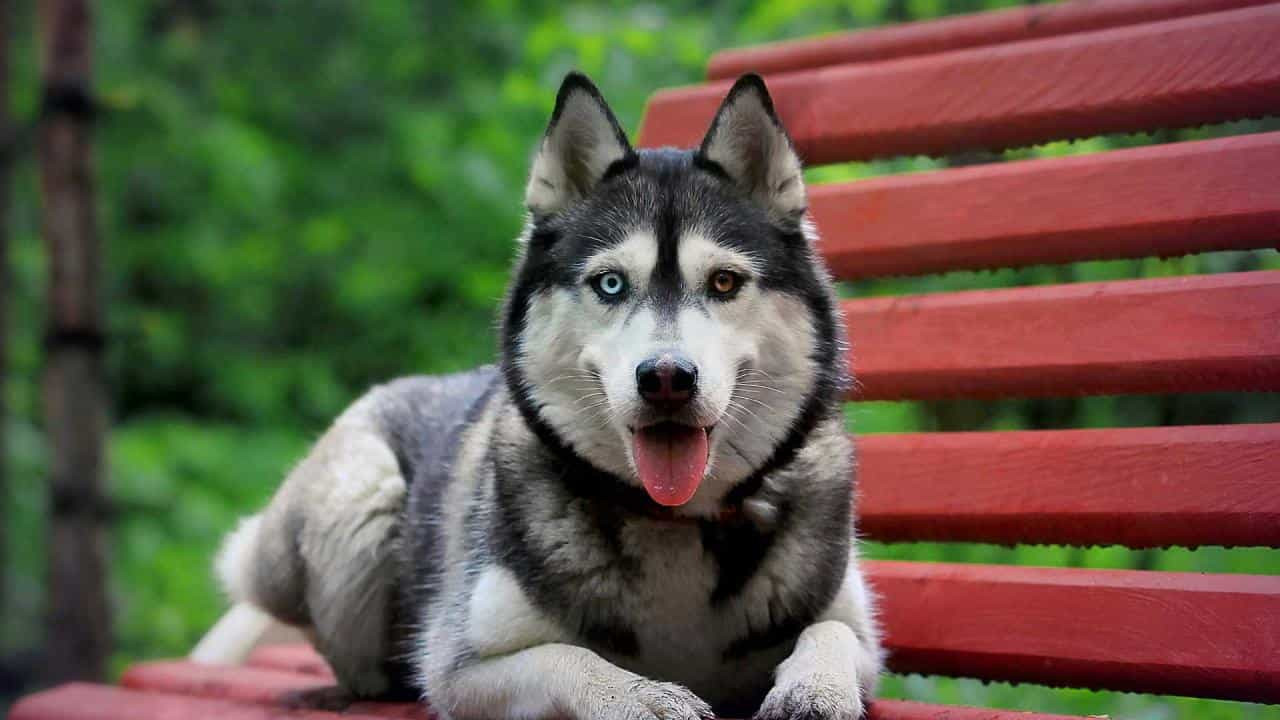 Husky là giống chó có ngoại hình giống Alaska