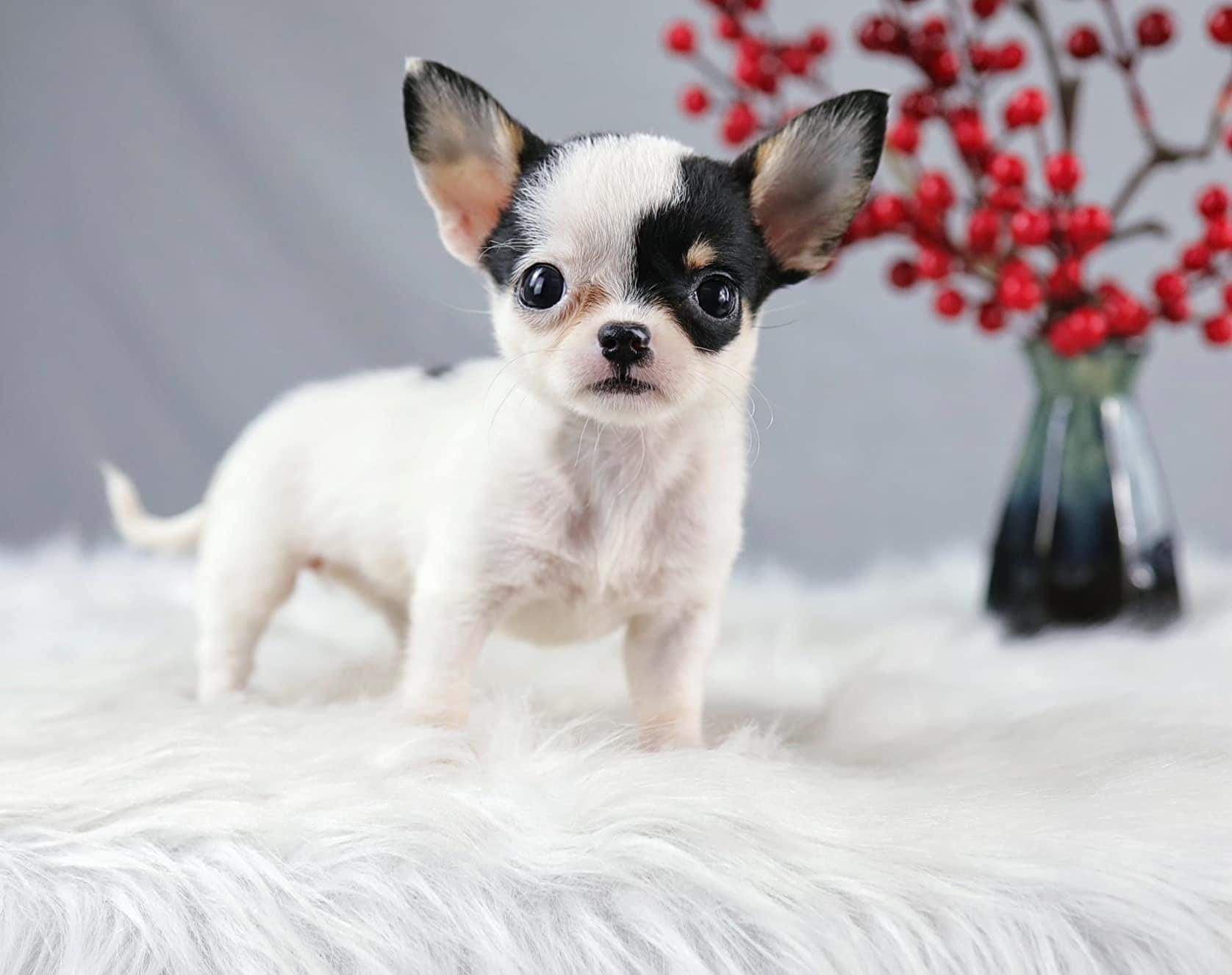 Chihuahua là loại chó cảnh nhỏ nhất thế giới