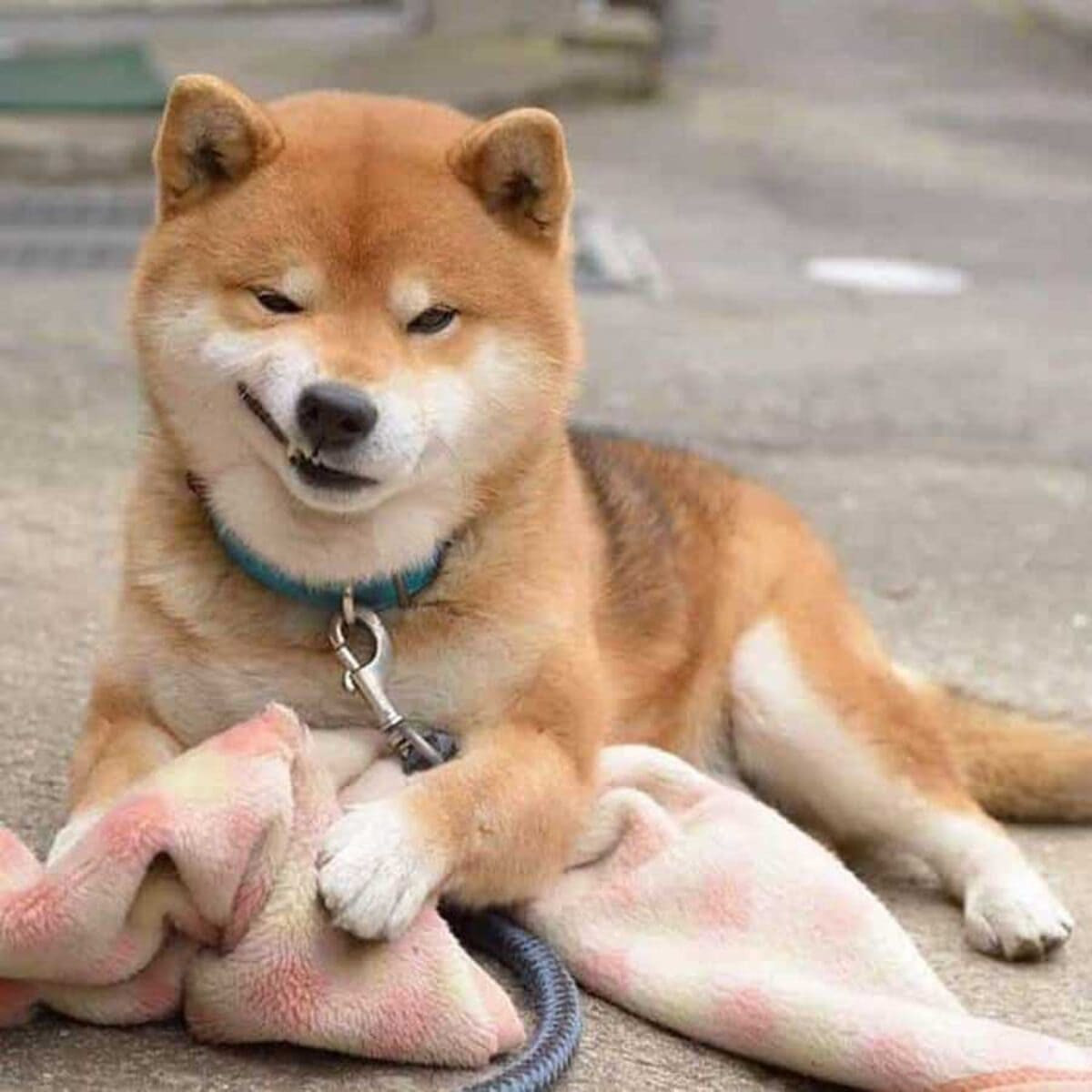 Shiba Inu là giống chó cảnh có nguồn gốc từ Nhật Bản