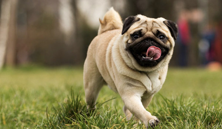 Chó Pug có thân hình vuông nặng khoảng 6 - 10kg