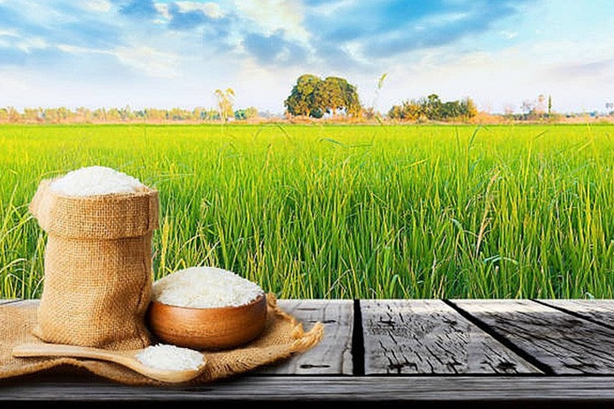 Giá lúa gạo hôm nay ngày 2/6: Mặt hàng gạo tiếp tục giảm nhẹ